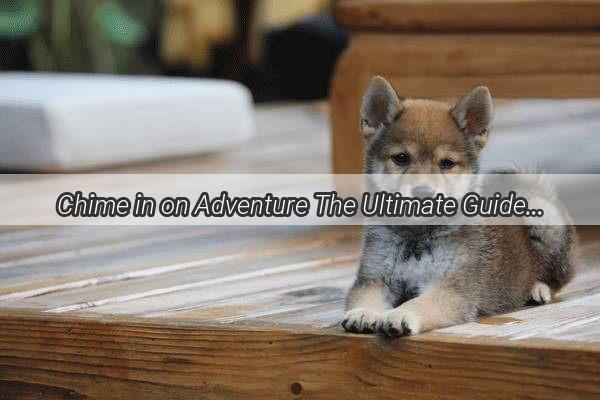 Chime in on Adventure The Ultimate Guide to Safely Adding a Bell to Your Canine Companions